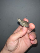 Concentric Diamondback Terrapin 2023 (Malaclemys terrapin)