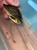Ceram Box Turtle Baby