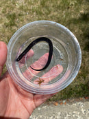 Two Toed Amphiuma CB Babies  (Amphiuma means)