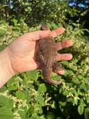 Super Red Niger Uromastyx Adult Pair