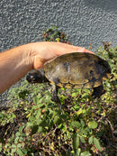 Franco-Italian Pond Turtle Adult Male