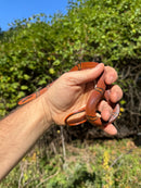 Yunnan Mountain Ratsnake Adult Pair