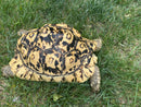 HI White Leopard Tortoise Adult Female