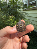 Hi Color Yellow Baby Eastern Box Turtle