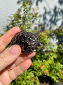 HI YELLOW Florida Box Turtle