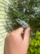 Oriental Garden Dragon Lizard (Calotes versicolor)
