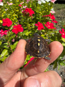 Hi Color Yellow Baby Eastern Box Turtle