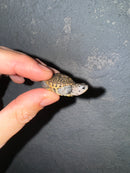 Hi White Concentric Diamondback Terrapin 2024