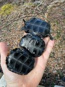 Japanese Pond Turtle 1.3 (Mauremys japonica) (Priced As Group