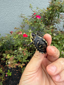 HI YELLOW Florida Box Turtle