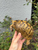 Mesopotamian Greek Tortoise Adult Female