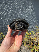 Reeves Turtles Adult Pair