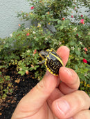 HI YELLOW Florida Box Turtle