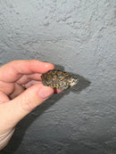 Hi White Concentric Diamondback Terrapin 2024