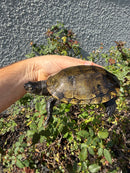Franco-Italian Pond Turtle Adult Male