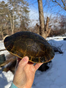 Florida Chicken Turtle CB  Adult Female