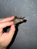 Hi White Concentric Diamondback Terrapin 2024