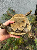 Mesopotamian Greek Tortoise Adult Female