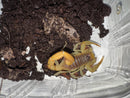 Giant Desert Hairy Scorpions (Hadrurus arizonensis)