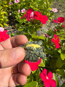 Two Headed Yellow Bellied Slider Turtle (Trachemys scripta)