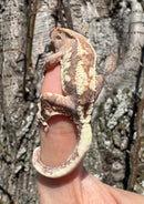 Frappucino Crested Gecko Juvenile
