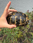 Mesopotamian Greek Tortoise Adult Male