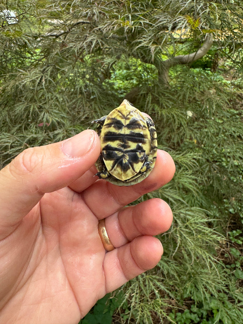 HI YELLOW Florida Box Turtle Baby 2024