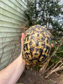 Libyan Greek Tortoise Adult Female