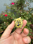HI YELLOW Florida Box Turtle