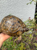 Mesopotamian Greek Tortoise Adult Female