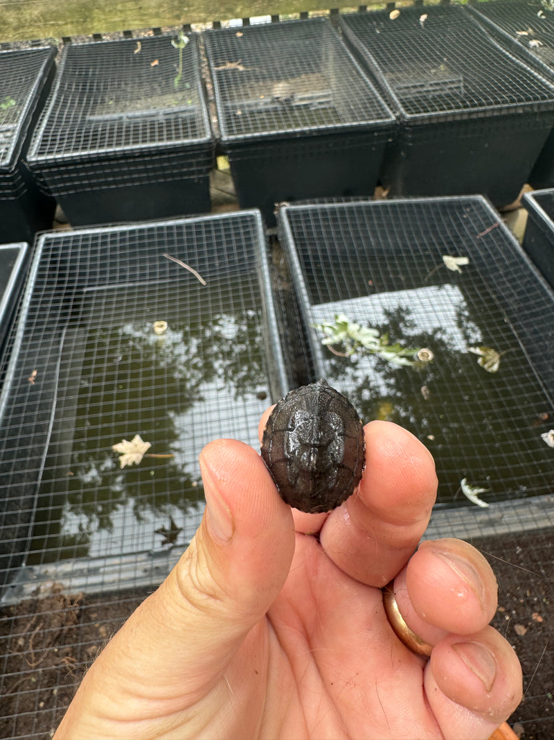 Razor backed Musk Turtle X Stinkpot Musk Turtle Hybrid Baby 2024