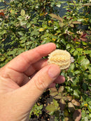 Albino Florida Snapping Turtle 2026