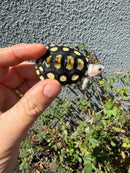 Ornate Diamondback Terrapin Female
