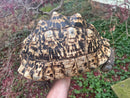 South African Giant Leopard Tortoise Adult Female