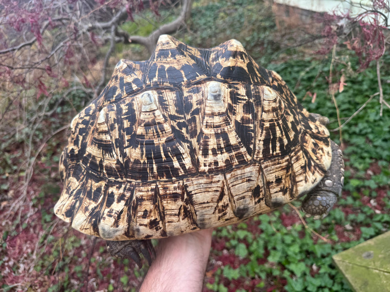 South African Giant Leopard Tortoise Adult Female