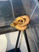 Amazon Tree Boa Baby 2023 CB