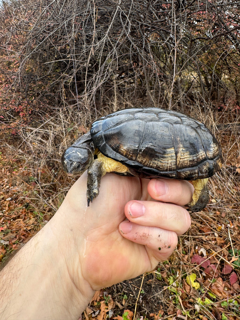 African Dwarf Mud Turtle Adult Female