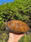 Keeled Box Turtle Adult Female