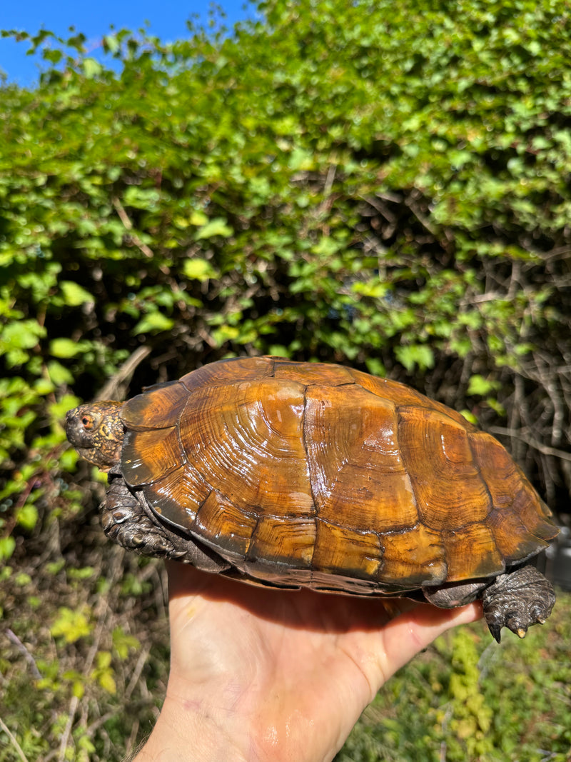 Keeled Box Turtle Adult Female