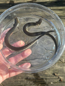 Lesser Dwarf Siren (Siren intermedia)