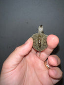 Concentric Diamondback Terrapin 2023 (Malaclemys terrapin)