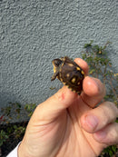 Hi Color Eastern Box Turtle Baby