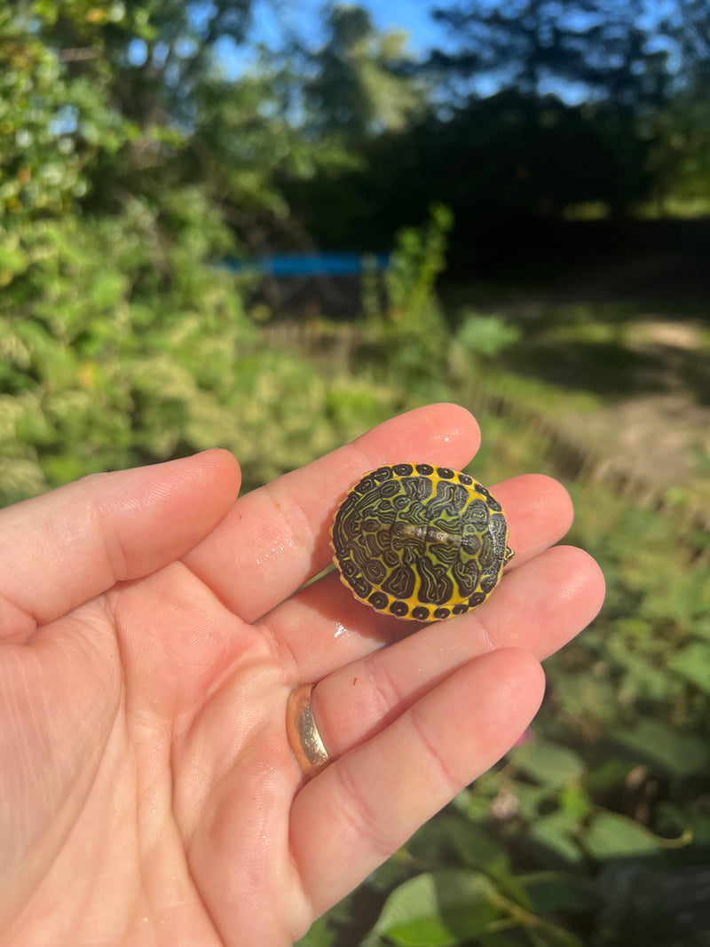 Yellow Flame Baby Florida Red Bellied Turtle