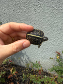 HI YELLOW Florida Box Turtle