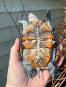 Ornate Diamondback Terrapin Female