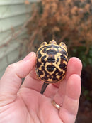 Sri Lankan Star Tortoise Female