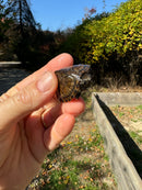 Stripe-necked Musk Turtle Juvenile Pair