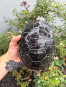 Adult Mississippi Diamondback Terrapin Female