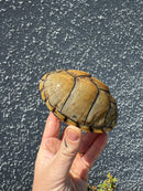 Razor backed Musk Turtle CB Adult Trio