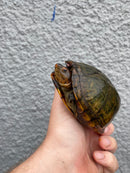 Red Cheeked Mud Turtle Adult Trio